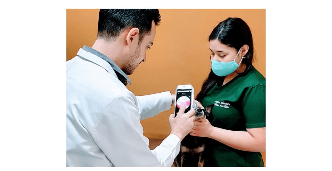 eyer para veterinários
